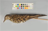 藏品(虎鶇)的圖片